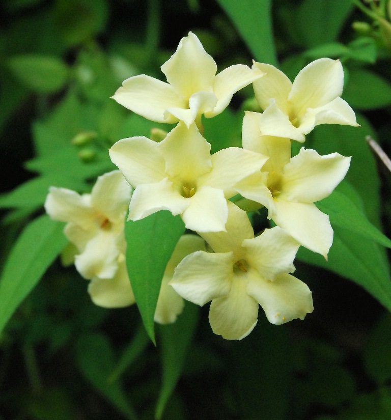 Jasminum polyanthum