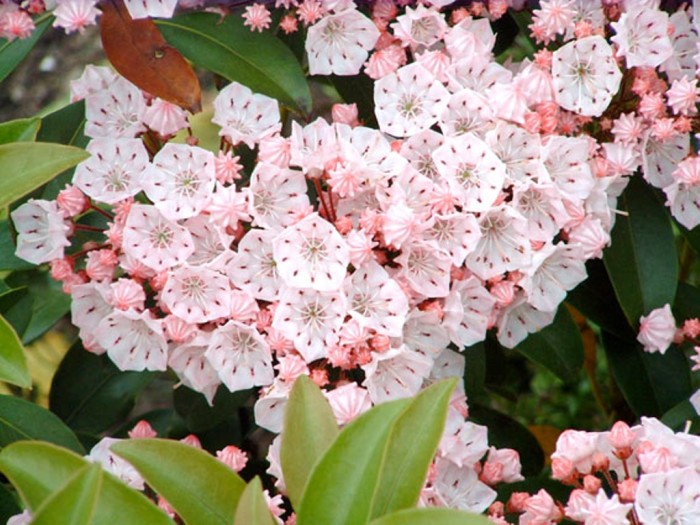 Kalmia