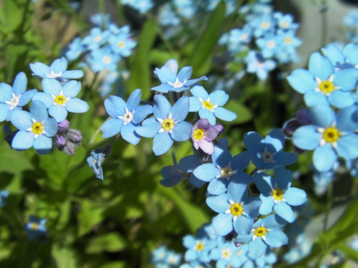 Myosotis