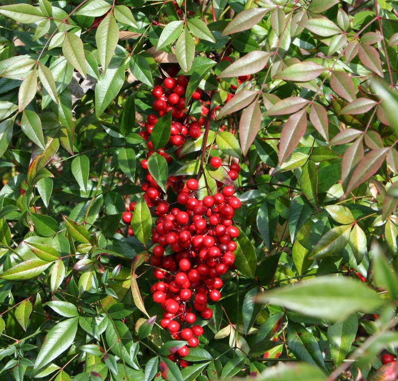 Nandina domestica