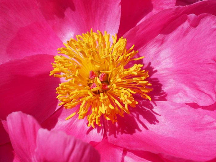 Paeonia suffruticosa arborea