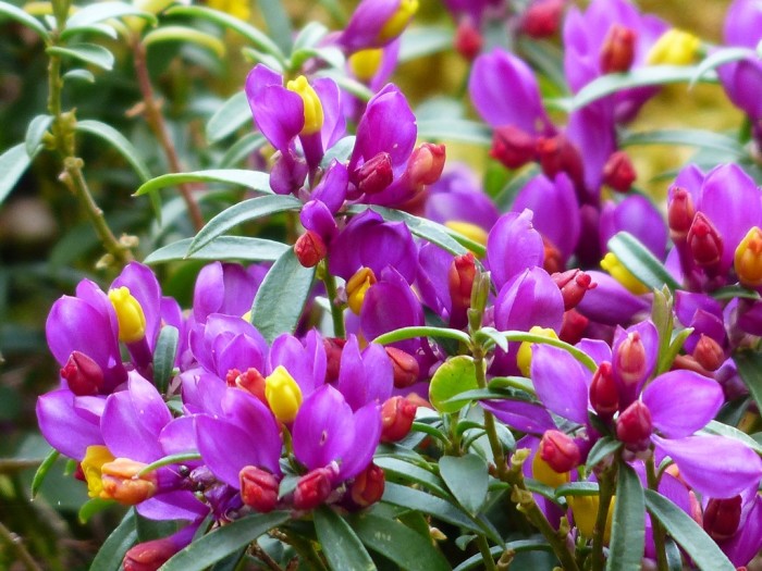 Polygala myrtifolia