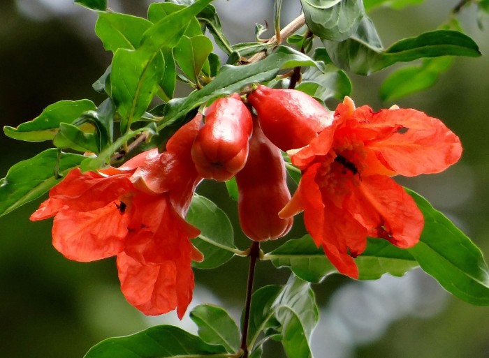 Punica granatum o Melograno