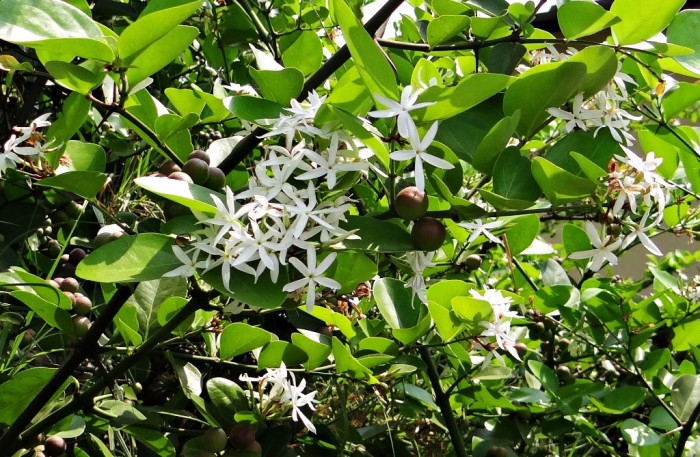 Carissa Grandiflora