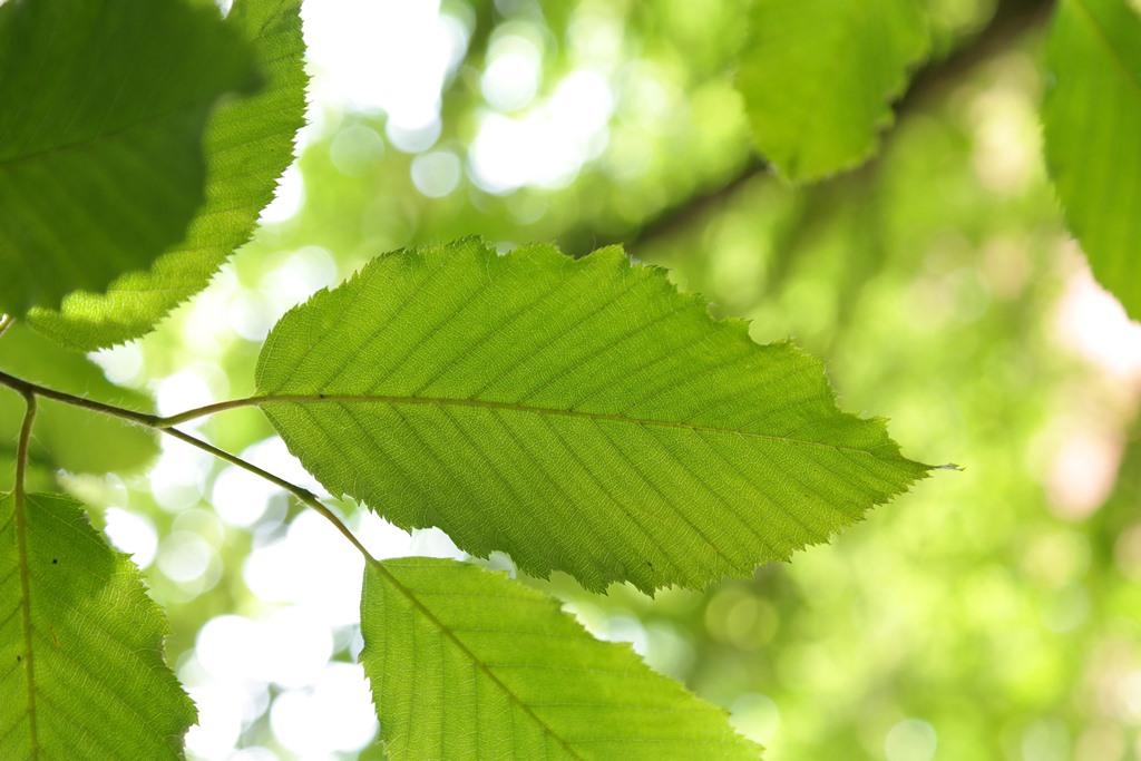 Carpinus betulus (Carpino)