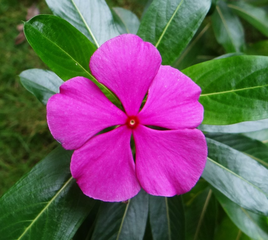 Catharanthus roseus o Pervinca del Madagascar