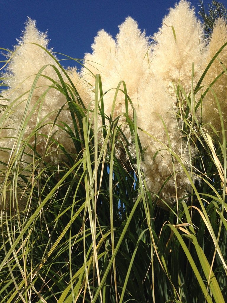 Cortaderia selloana (Gynerium o Erba della Pampa)