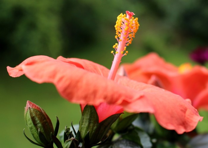 Hibiscus syriacus (Ibisco cinese)