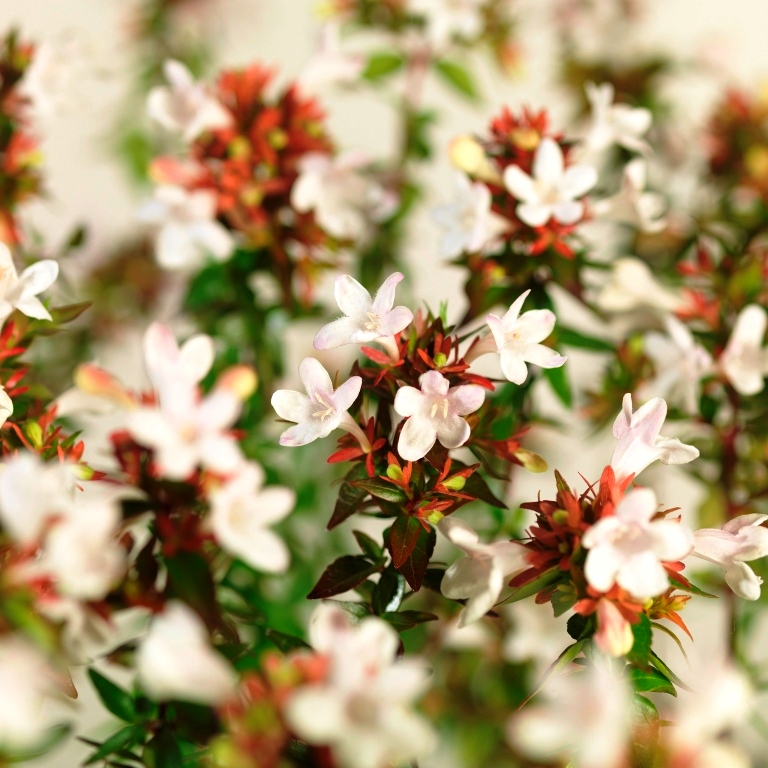 Abelia grandiflora