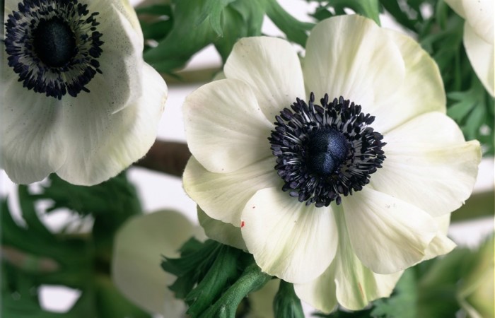 Anemone primaverile