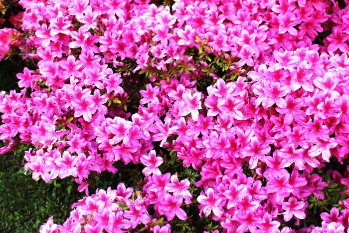 Azalea japonica