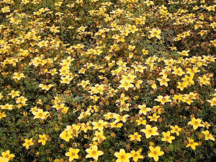 Bidens ferulifolia