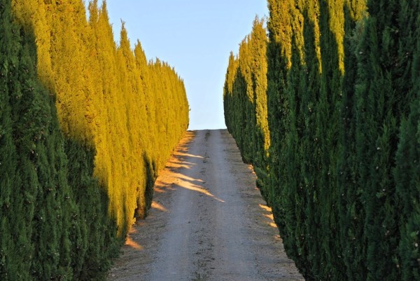 Cupressocyparis leylandii