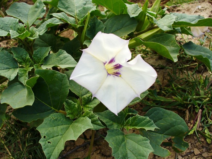 Brugmansia