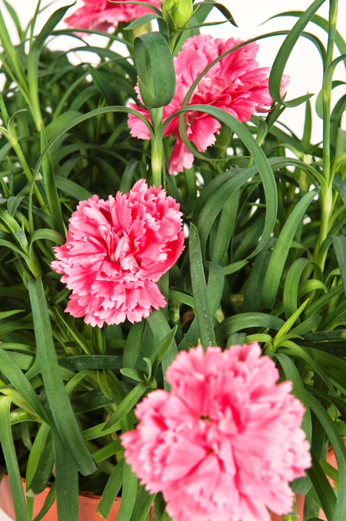 Dianthus o Garofanino