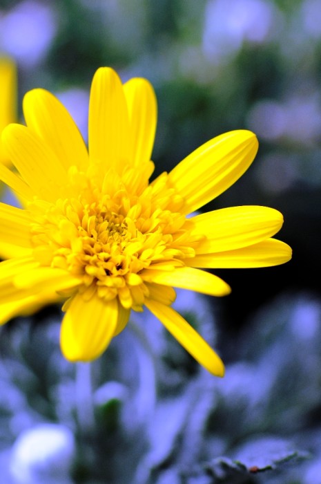 Euryops pectinatus