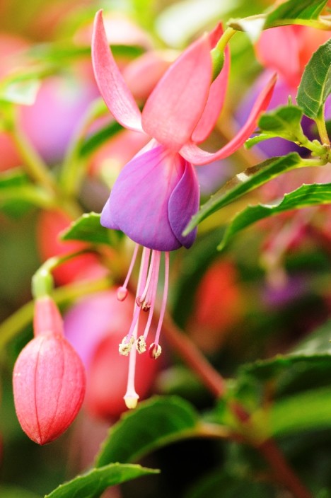 Fuchsia