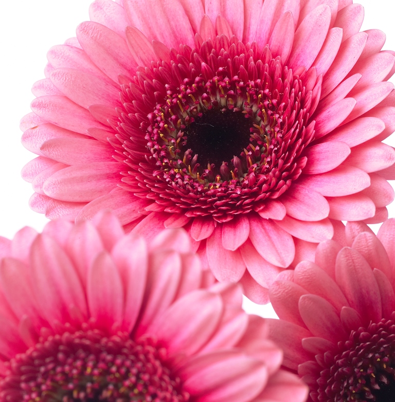 Gerbera jamesonii