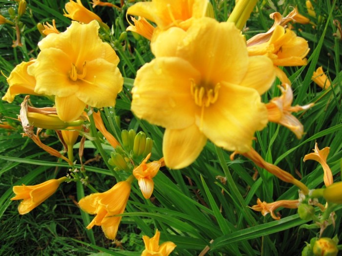 Hemerocallis