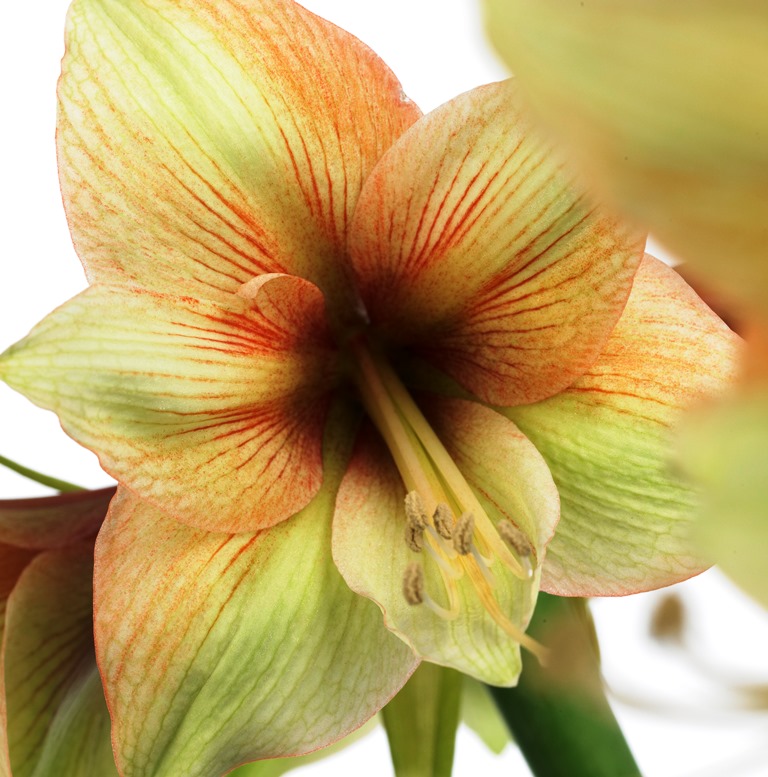 Hippeastrum o Amaryllis