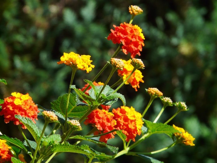 Lantana camara