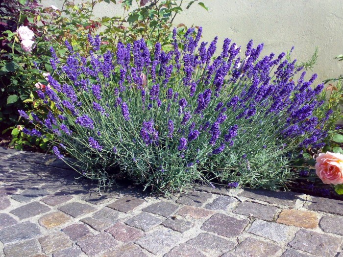 Lavandula angustifolia