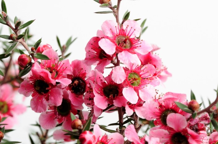 Leptospermum scoparium