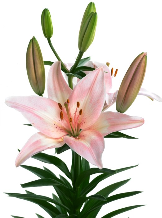 Lilium