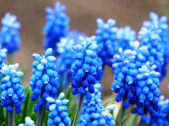 Muscari