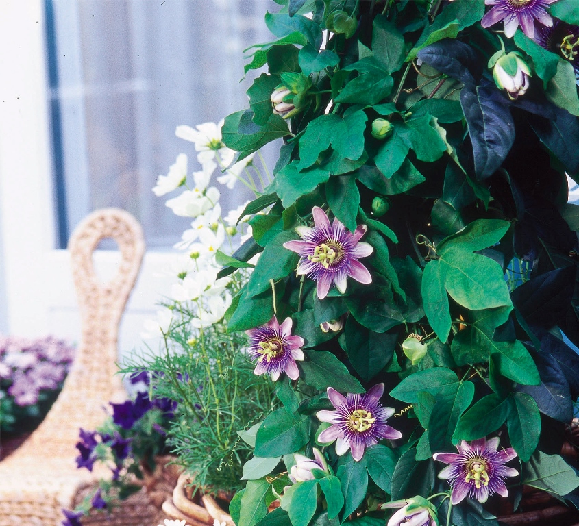 Passiflora coerulea