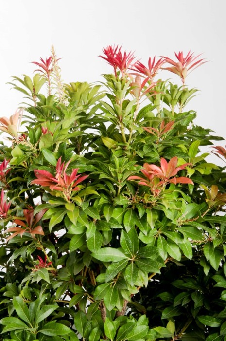 Pieris japonica