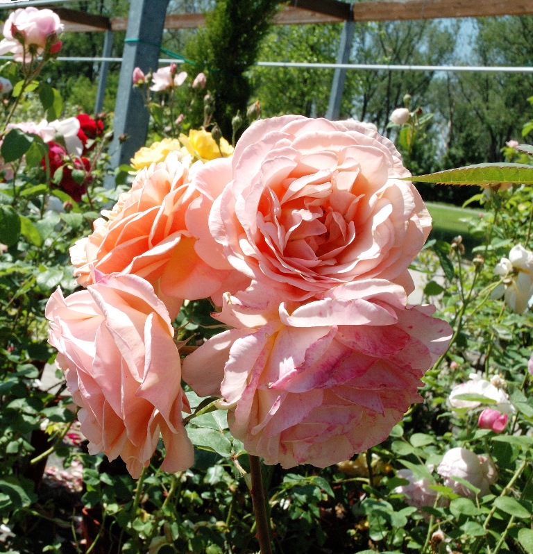 Rosa arbustiva