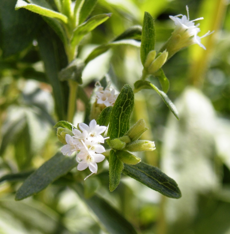 Stevia Rebaudiana