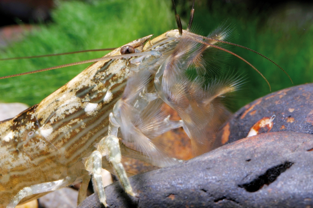 Gamberetto Atyopsis moluccensis