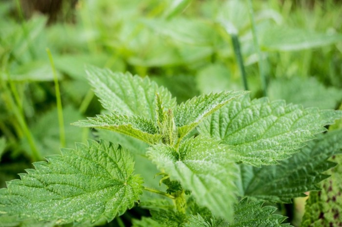 Antiparassitari naturali per l’orto