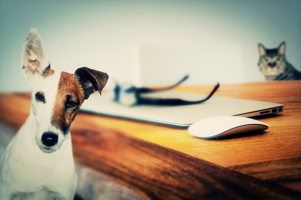 L’attivazione mentale del cane