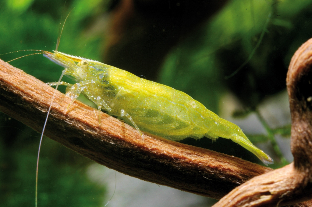 Gamberetto Caridina cf babaulti