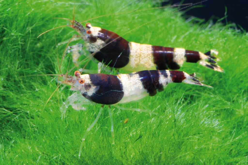 Gamberetto Caridina breviata