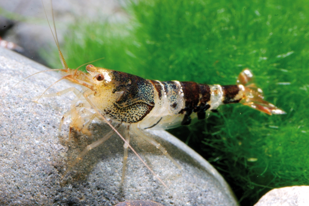 Gamberetto Caridina cf cantonensis