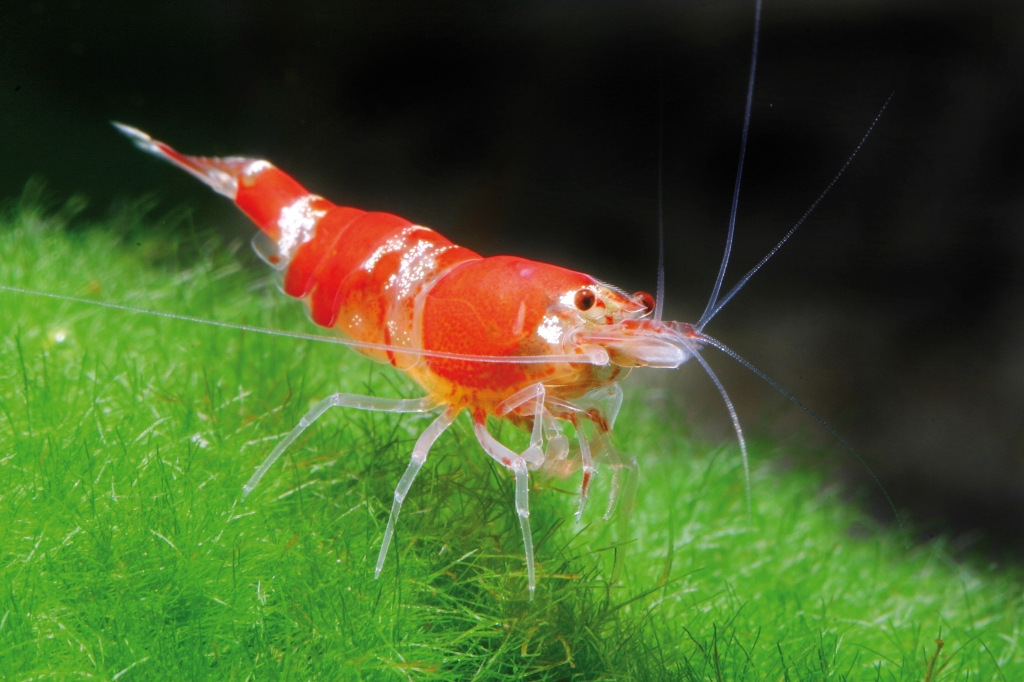 Gamberetto Caridina cf cantonensis Red Crystal