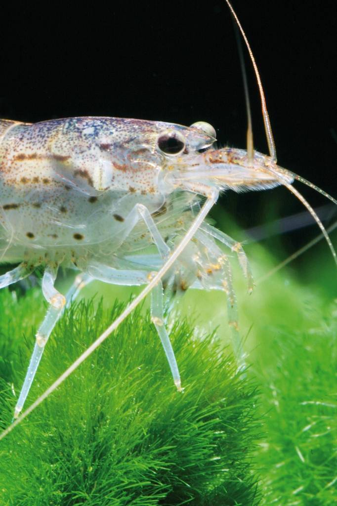 Gamberetto Caridina japonica