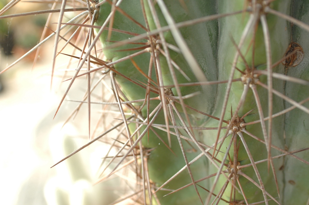 Coltivare i cactus in esterno anche al Nord