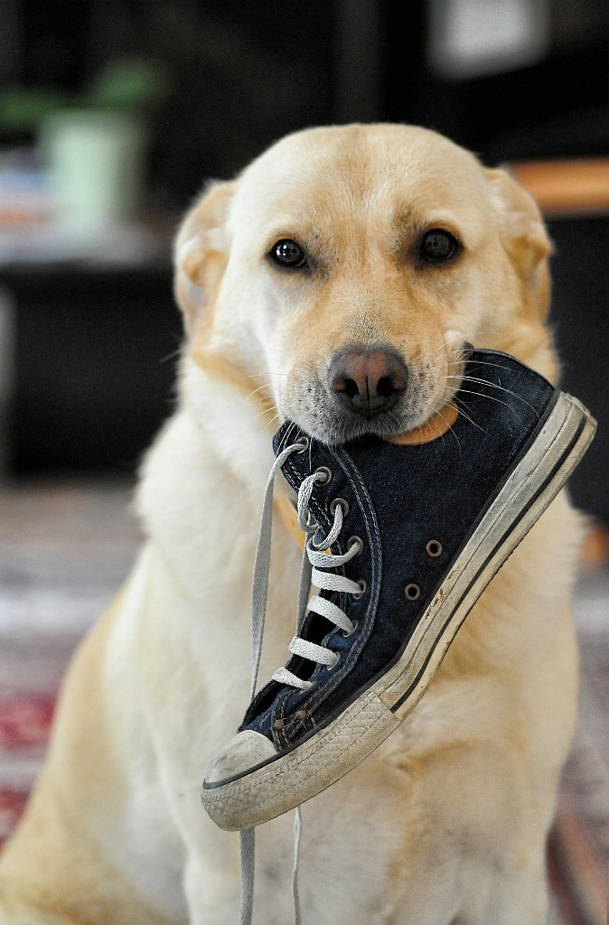 Comportamenti stereotipati nel cane