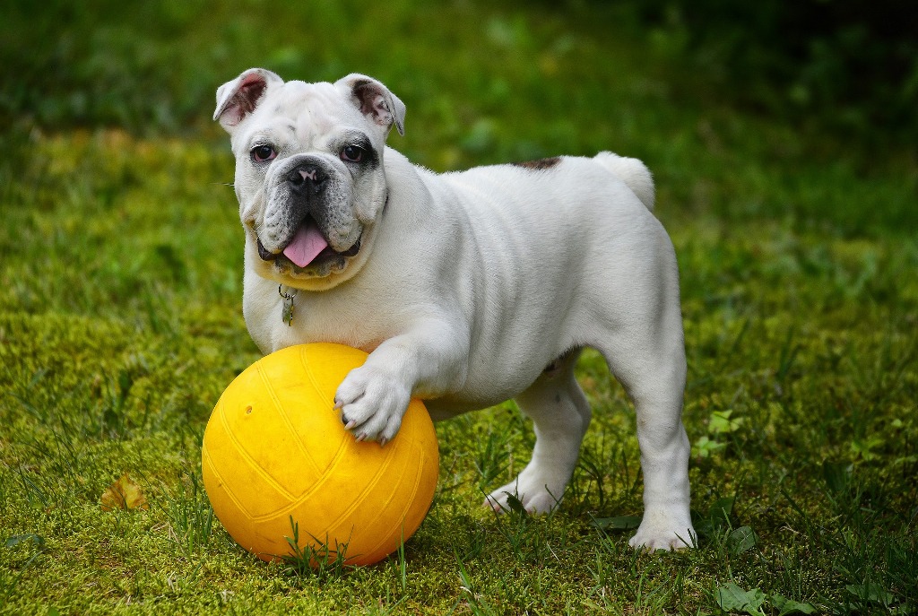 La corretta gestione del gioco con il cane