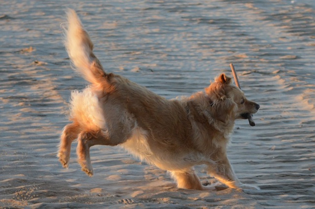 Displasia dell’anca nel cane