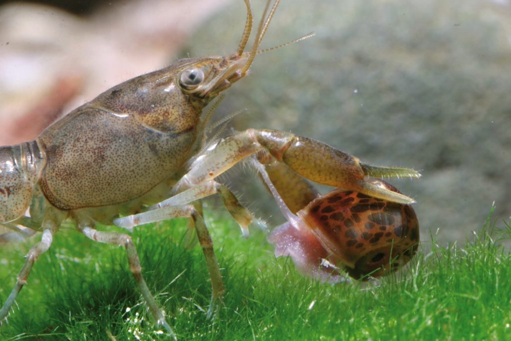 Gamberetti di fiume per l’acquario