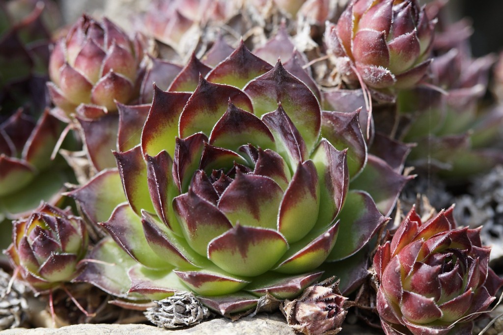 Giardino mediterraneo: come risparmiare acqua