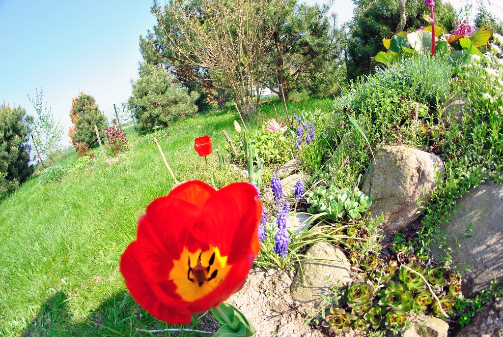 Il giardino roccioso o minerale