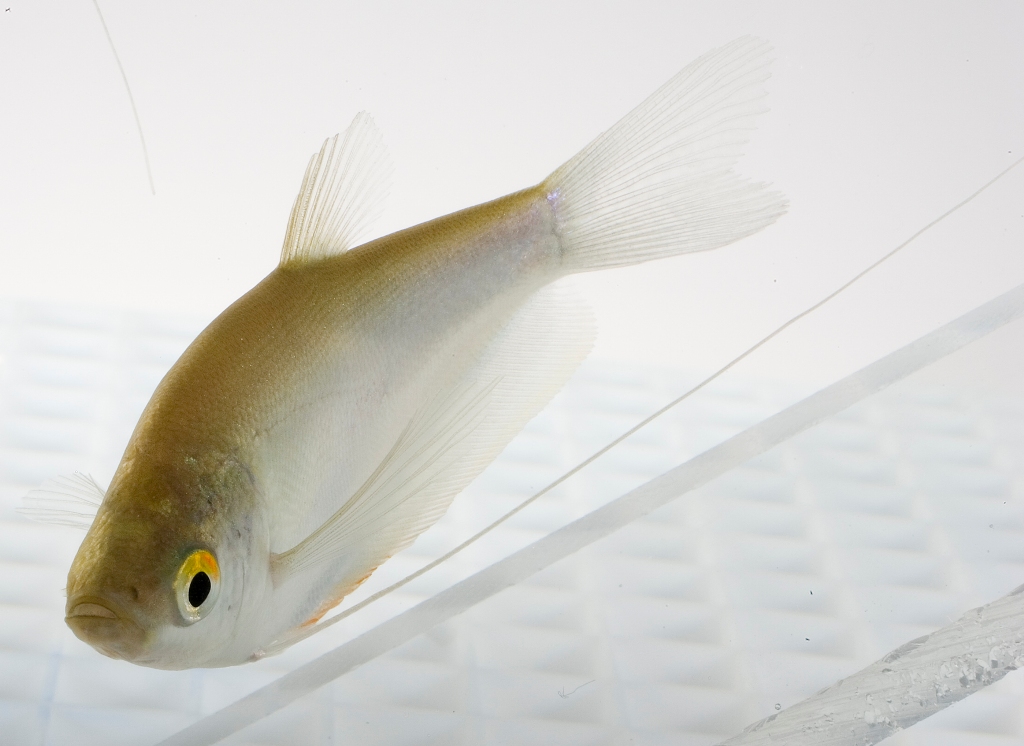 Gourami chiaro di luna