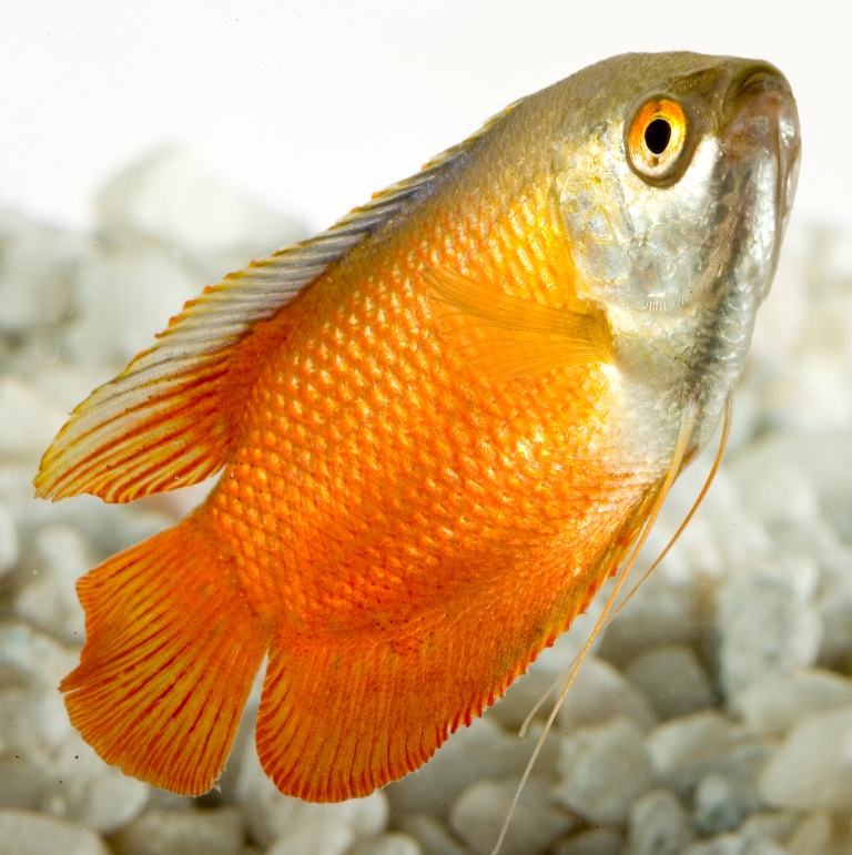 Gourami nano rosso